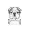 Beau the British Bulldog- Full Face