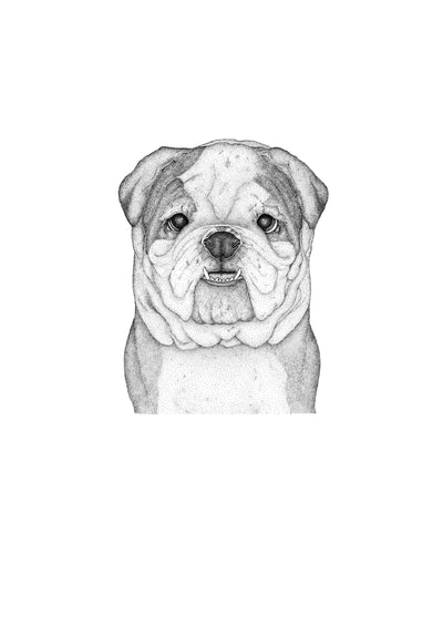 Beau the British Bulldog- Full Face