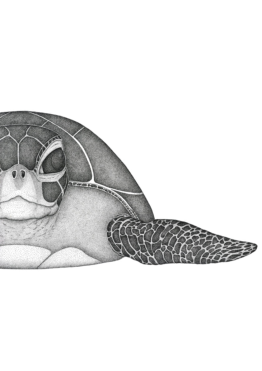 Sea Turtle | WB University
